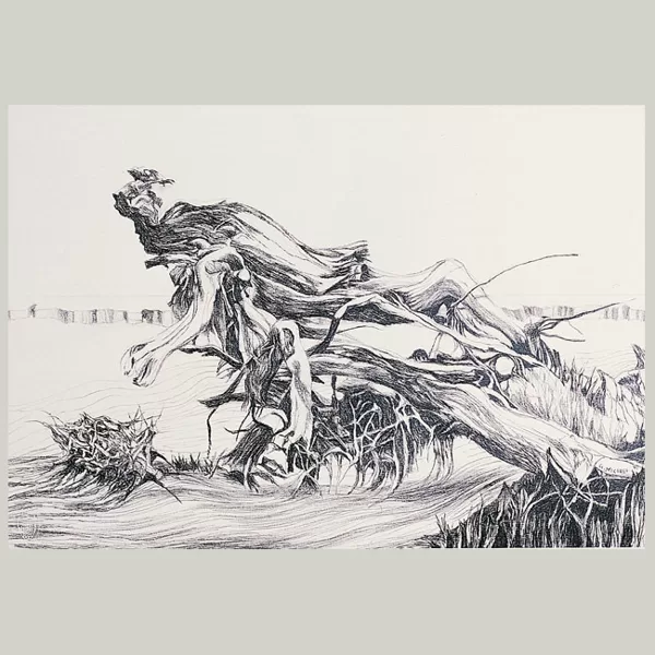 "Senza titolo" 1971 matita su carta cm 34 x 49